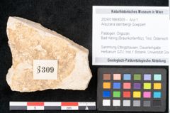 Foto (Objekt + Etikett) von Araucaria sternbergii Goeppert (NHMW-GEO-2024-0188-8309)